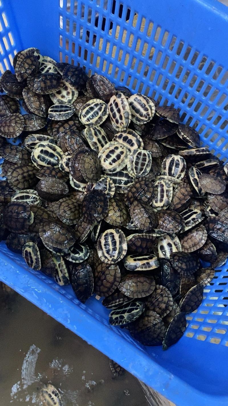 南方石龟乌龟长期批发零售各种规格石龟养殖基地直发