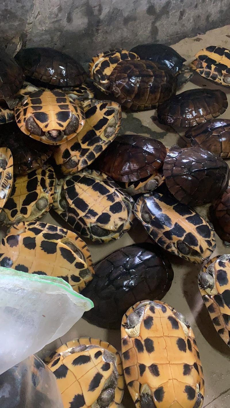 南方石龟乌龟长期批发零售各种规格石龟养殖基地直发