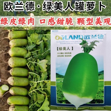 绿美人萝卜种子欧兰德791罐萝卜绿皮绿肉甜脆秋播冬储