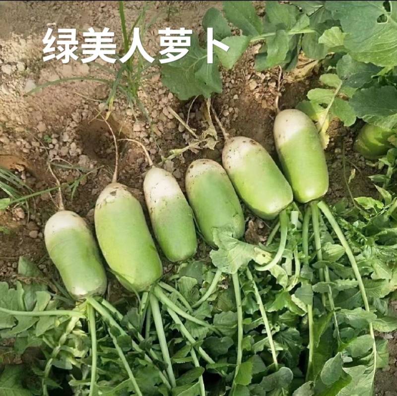 绿美人萝卜种子欧兰德791罐萝卜绿皮绿肉甜脆秋播冬储