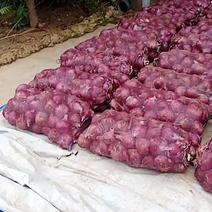 河南紫皮洋葱二红洋葱，产地直发，大吨位供应