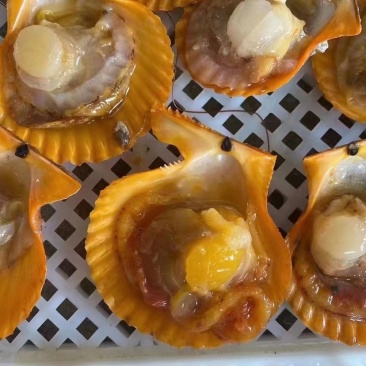 福建半壳扇贝餐饮烧烤粉丝蒜蓉黄金扇贝产地直发