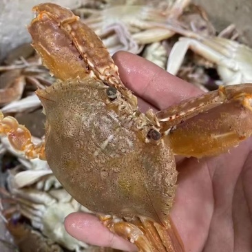 远海肉蟹深海拥剑梭子蟹扁蟹新鲜活冷冻海捕水产