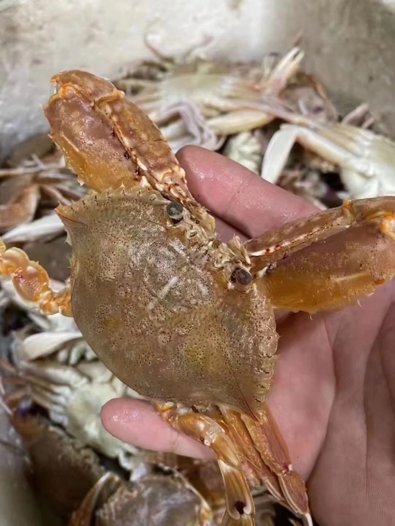 远海肉蟹深海拥剑梭子蟹扁蟹新鲜活冷冻海捕水产