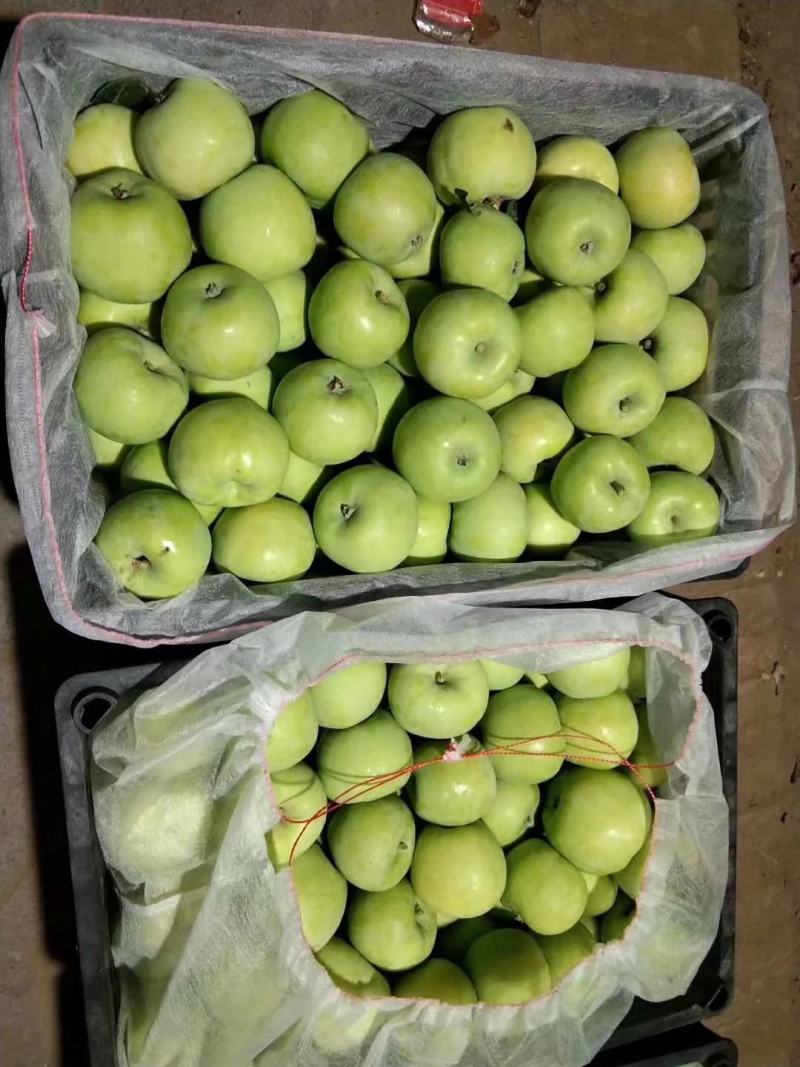 早熟采青美八苹果上市批发山东产地质优价廉，保质保量