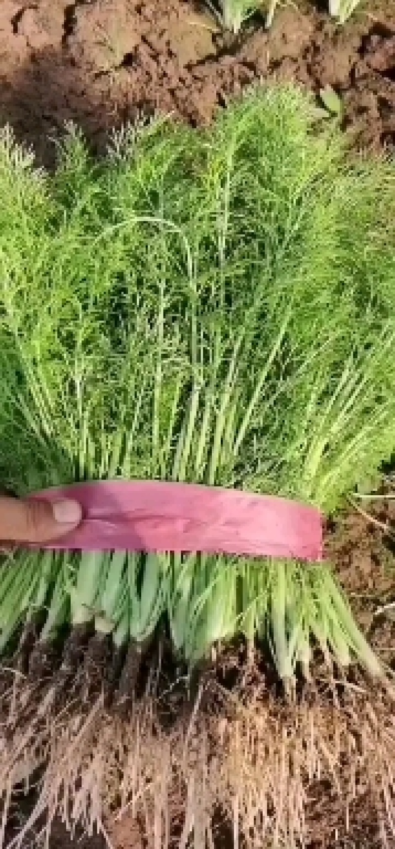 精品茴香大量有货没有差价欢迎各地老板选购