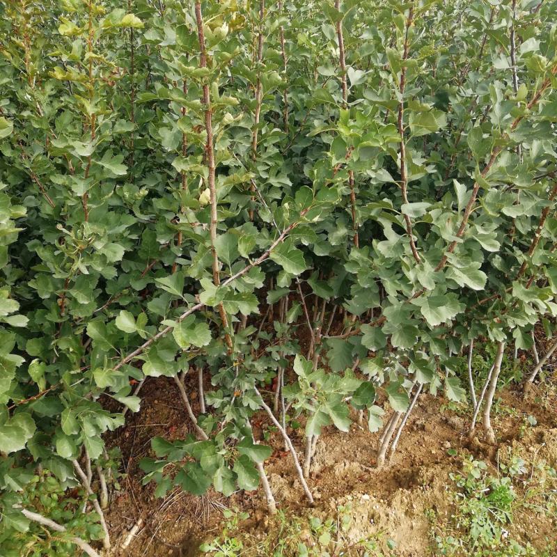 山楂树苗嫁接新品种特大果地栽盆栽南方北方种植耐寒当年结果