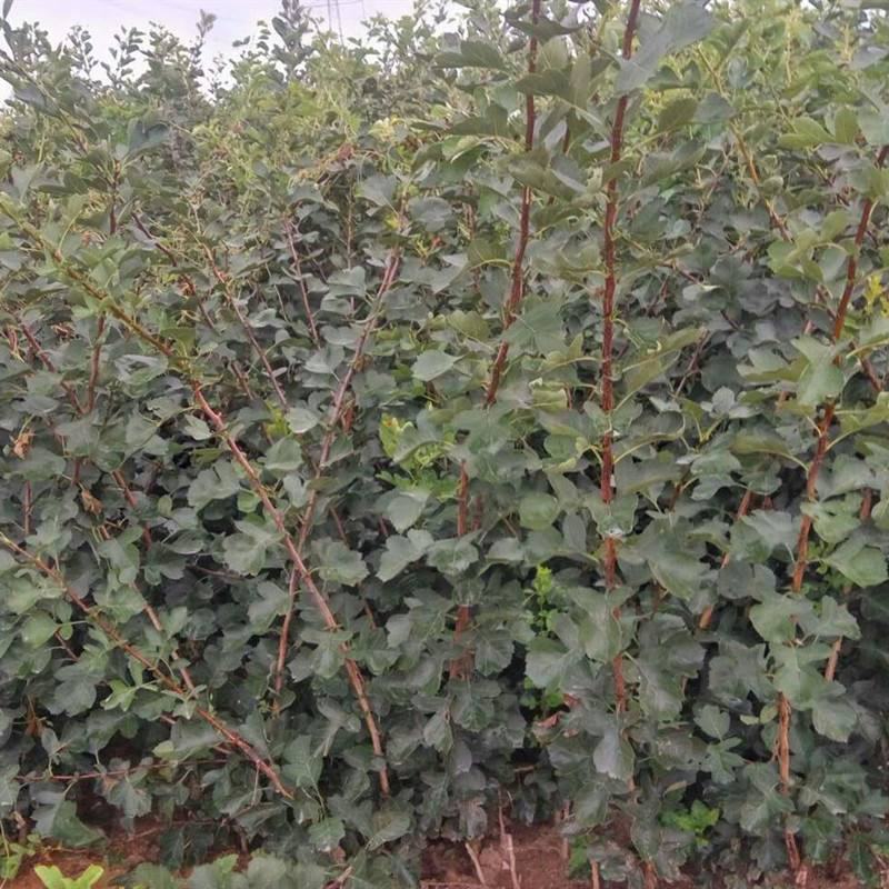 山楂树苗嫁接新品种特大果地栽盆栽南方北方种植耐寒当年结果