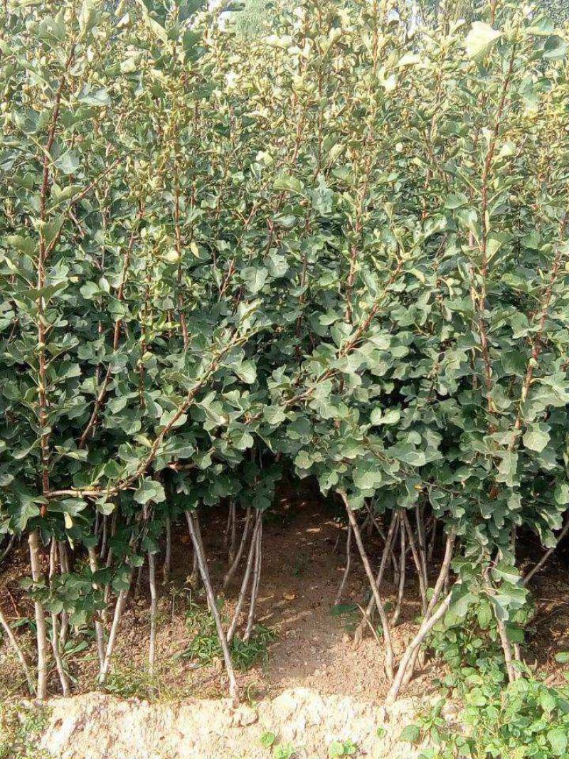 山楂树苗嫁接新品种特大果地栽盆栽南方北方种植耐寒当年结果
