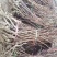 山楂树苗嫁接新品种特大果地栽盆栽南方北方种植耐寒当年结果