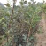 山楂树苗嫁接新品种特大果地栽盆栽南方北方种植耐寒当年结果