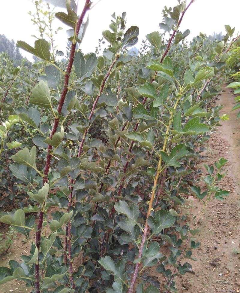 山楂树苗嫁接新品种特大果地栽盆栽南方北方种植耐寒当年结果