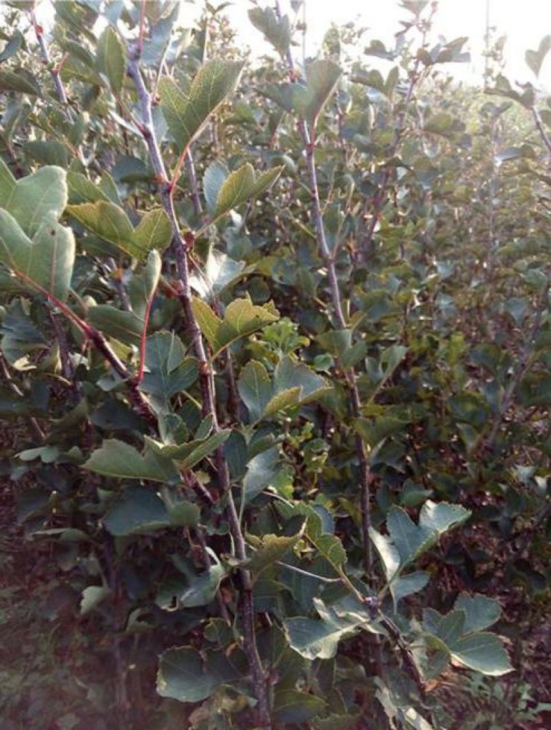 山楂树苗嫁接新品种特大果地栽盆栽南方北方种植耐寒当年结果