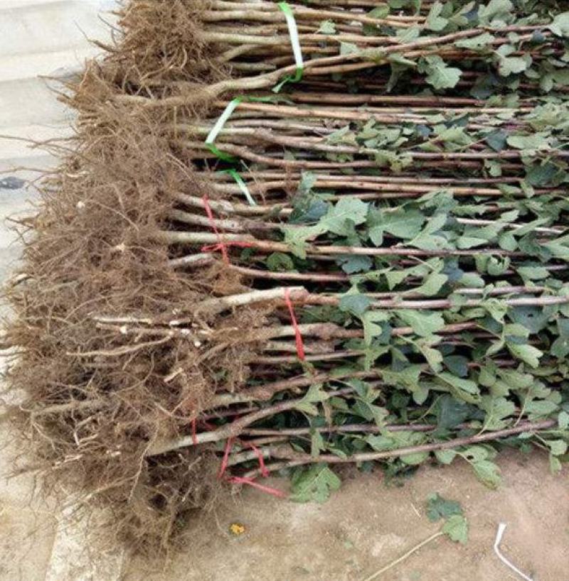 山楂树苗嫁接新品种特大果地栽盆栽南方北方种植耐寒当年结果