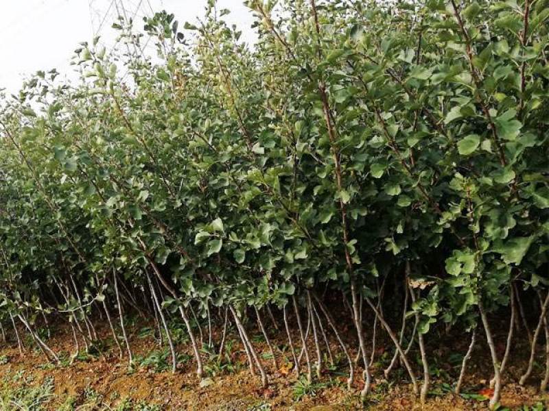 山楂树苗嫁接新品种特大果地栽盆栽南方北方种植耐寒当年结果