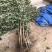 山楂树苗嫁接新品种特大果地栽盆栽南方北方种植耐寒当年结果