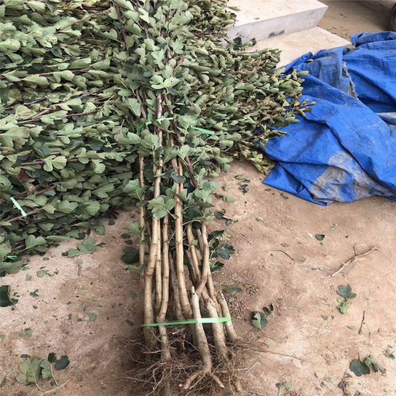 山楂树苗嫁接新品种特大果地栽盆栽南方北方种植耐寒当年结果