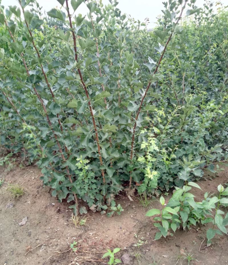 山楂树苗嫁接新品种特大果地栽盆栽南方北方种植耐寒当年结果