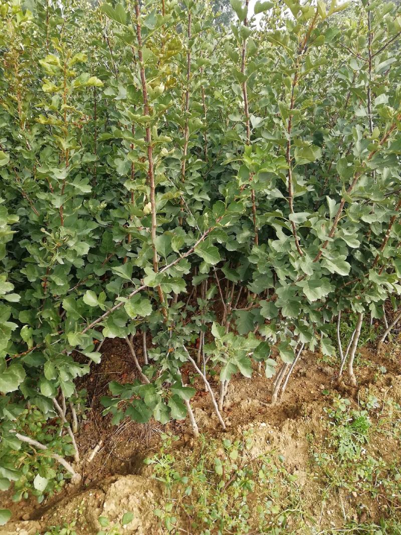 山楂树苗嫁接新品种特大果地栽盆栽南方北方种植耐寒当年结果