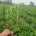海桐树苗四季常青气味芳香海桐球植物绿篱笆海桐花苗庭院绿化