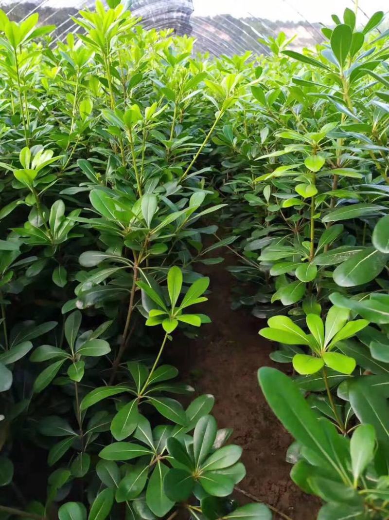 海桐树苗四季常青气味芳香海桐球植物绿篱笆海桐花苗庭院绿化