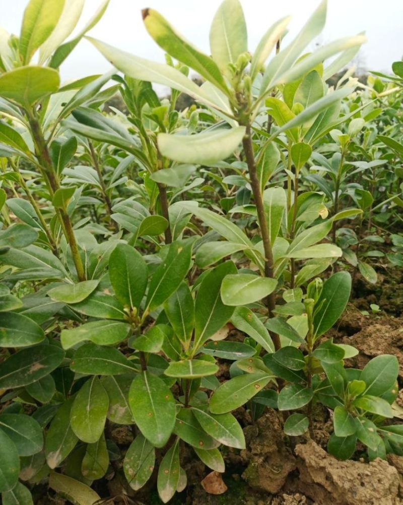 海桐树苗四季常青气味芳香海桐球植物绿篱笆海桐花苗庭院绿化