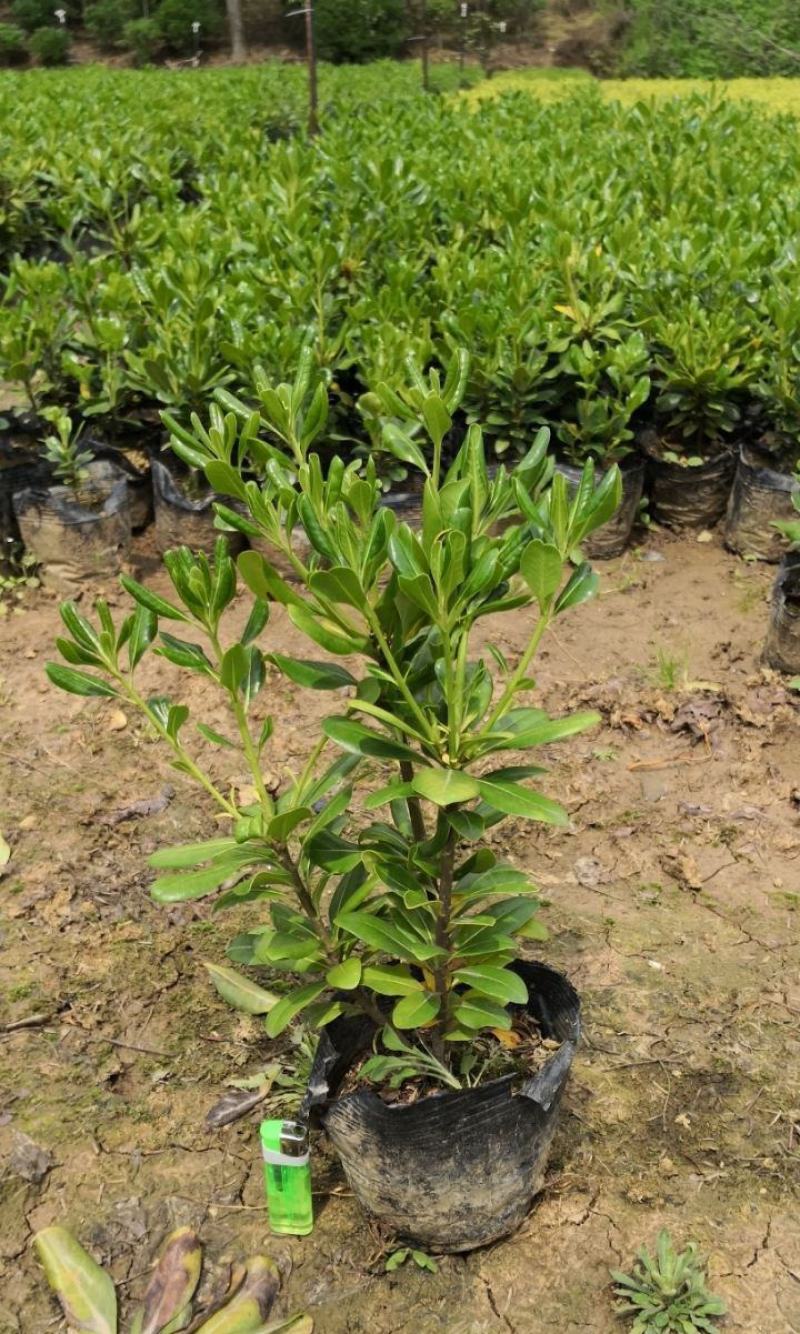 海桐树苗四季常青气味芳香海桐球植物绿篱笆海桐花苗庭院绿化