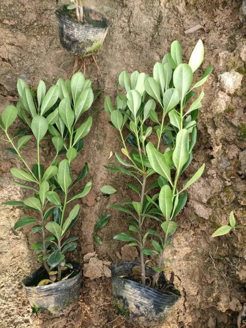 海桐树苗四季常青气味芳香海桐球植物绿篱笆海桐花苗庭院绿化