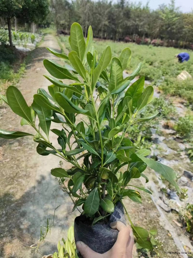 海桐树苗四季常青气味芳香海桐球植物绿篱笆海桐花苗庭院绿化