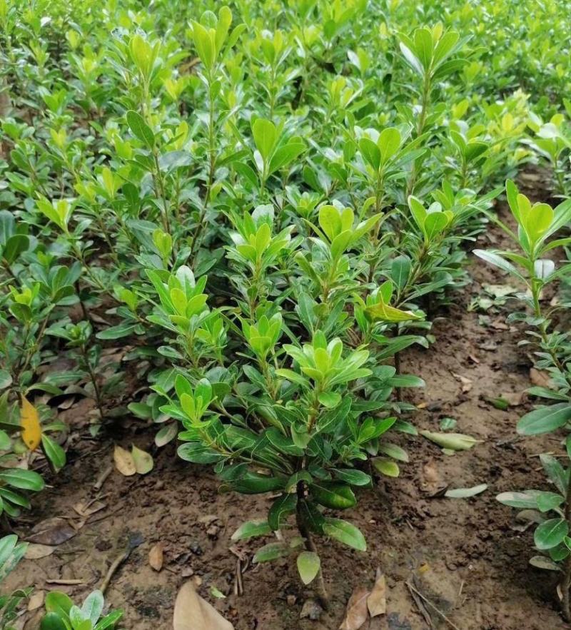 海桐树苗四季常青气味芳香海桐球植物绿篱笆海桐花苗庭院绿化