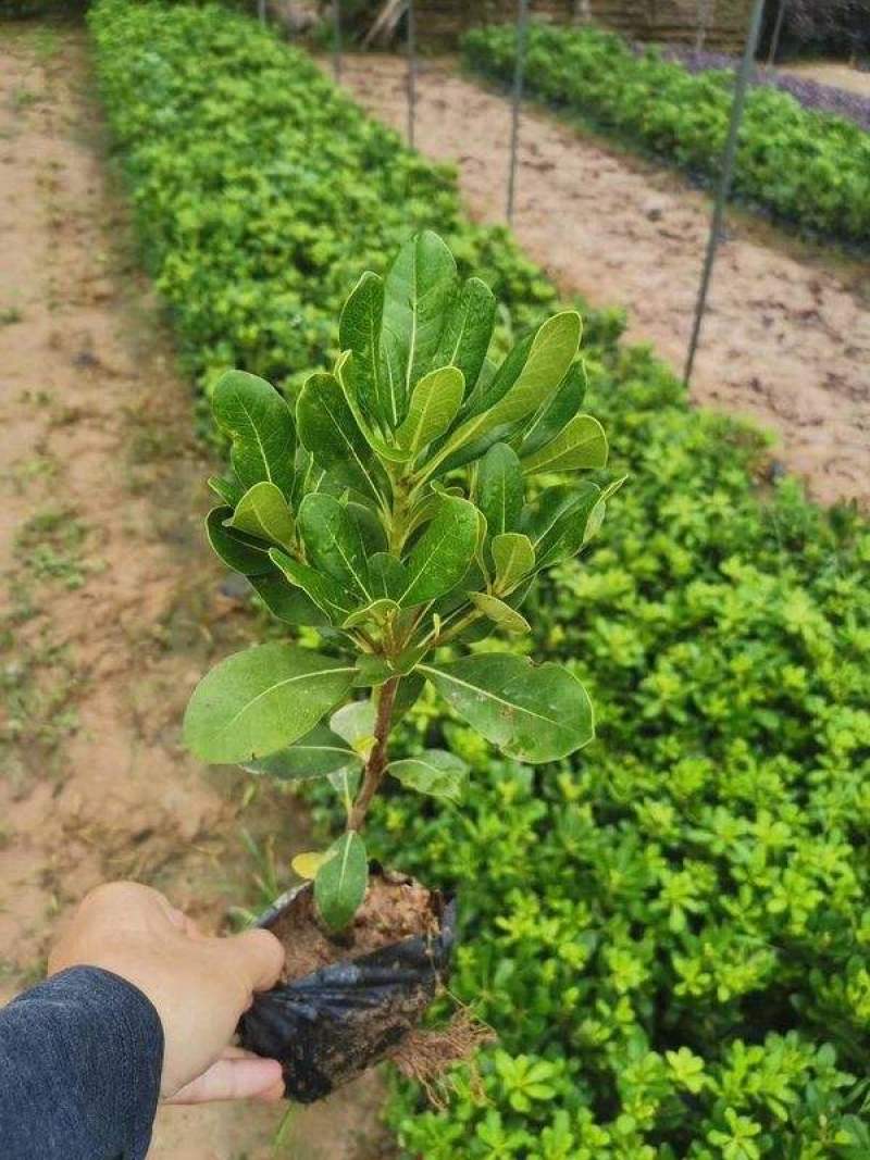 海桐树苗四季常青气味芳香海桐球植物绿篱笆海桐花苗庭院绿化