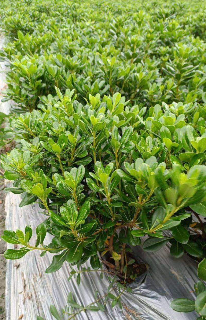 海桐树苗四季常青气味芳香海桐球植物绿篱笆海桐花苗庭院绿化
