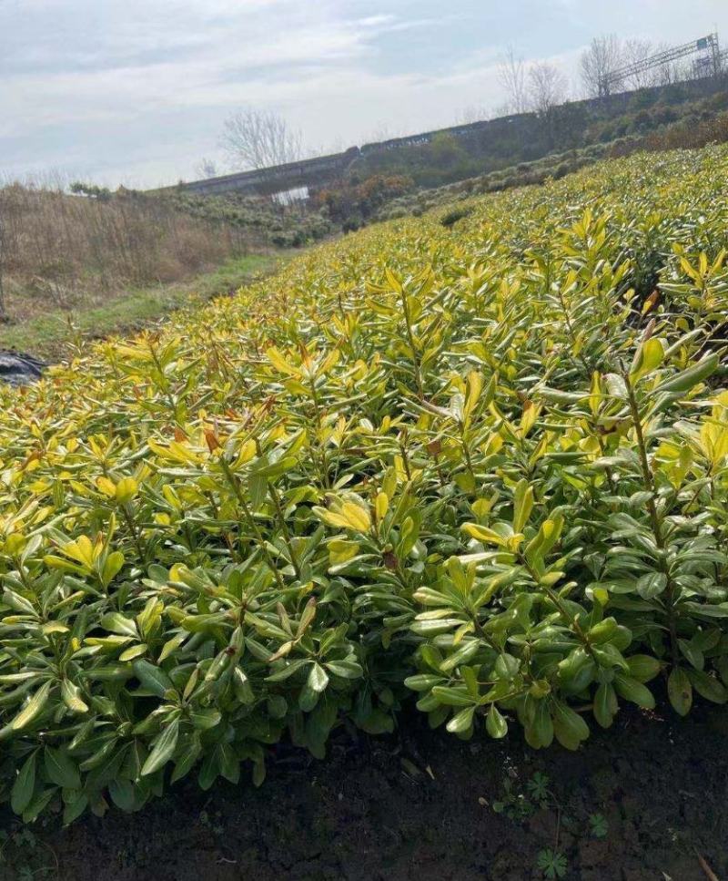 海桐树苗四季常青气味芳香海桐球植物绿篱笆海桐花苗庭院绿化
