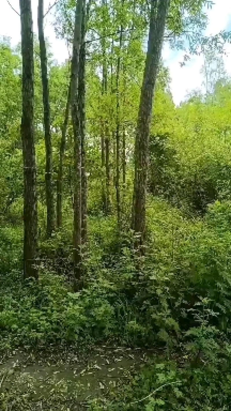 爱护公路树木，保持公路水士，建设绿色道。长远富，多栽树。