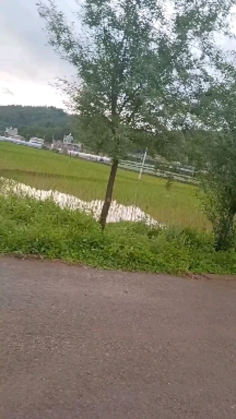 爱护公路树木，保持公路水士，建设绿色道。长远富，多栽树。