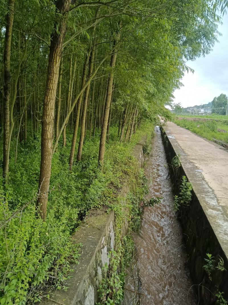 爱护公路树木，保持公路水士，建设绿色道。长远富，多栽树。