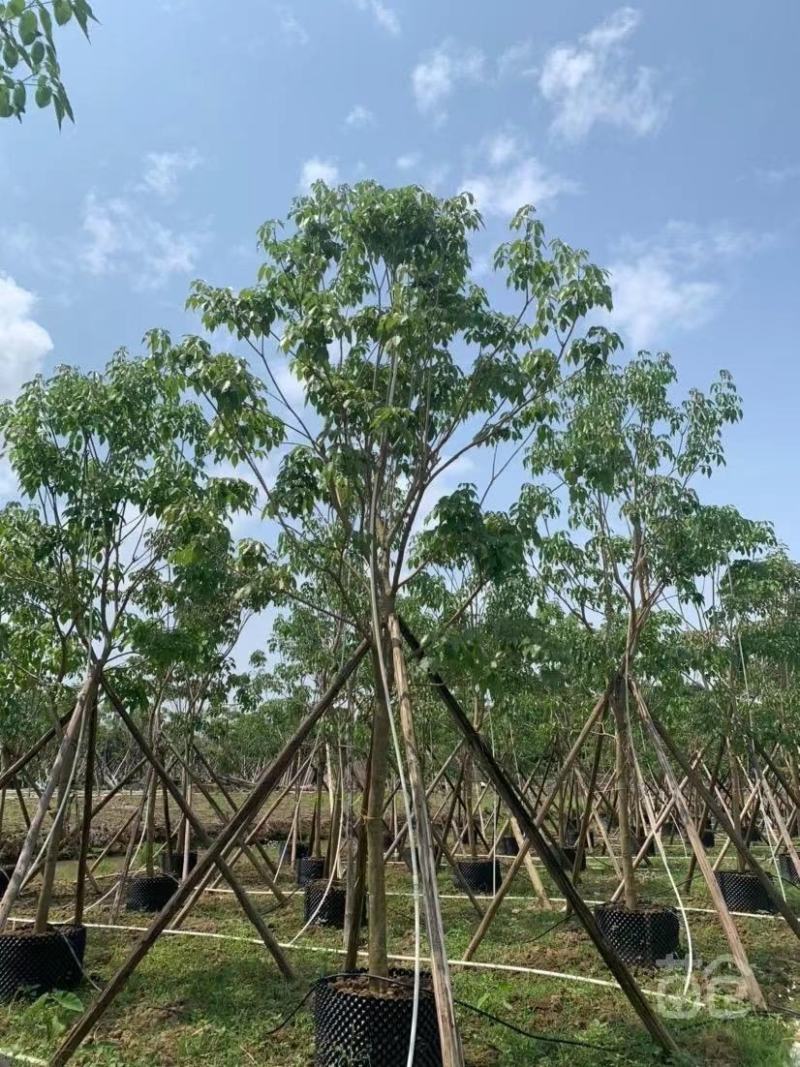 大量出售各种规格紫花风铃木有须联系我价格优惠