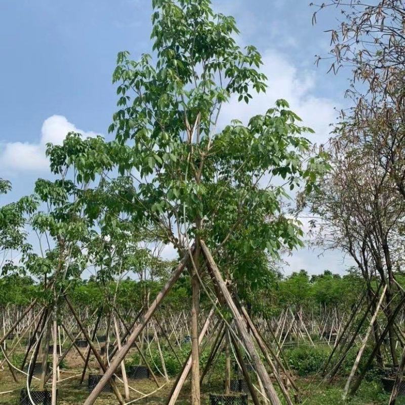 大量出售各种规格紫花风铃木有须联系我价格优惠