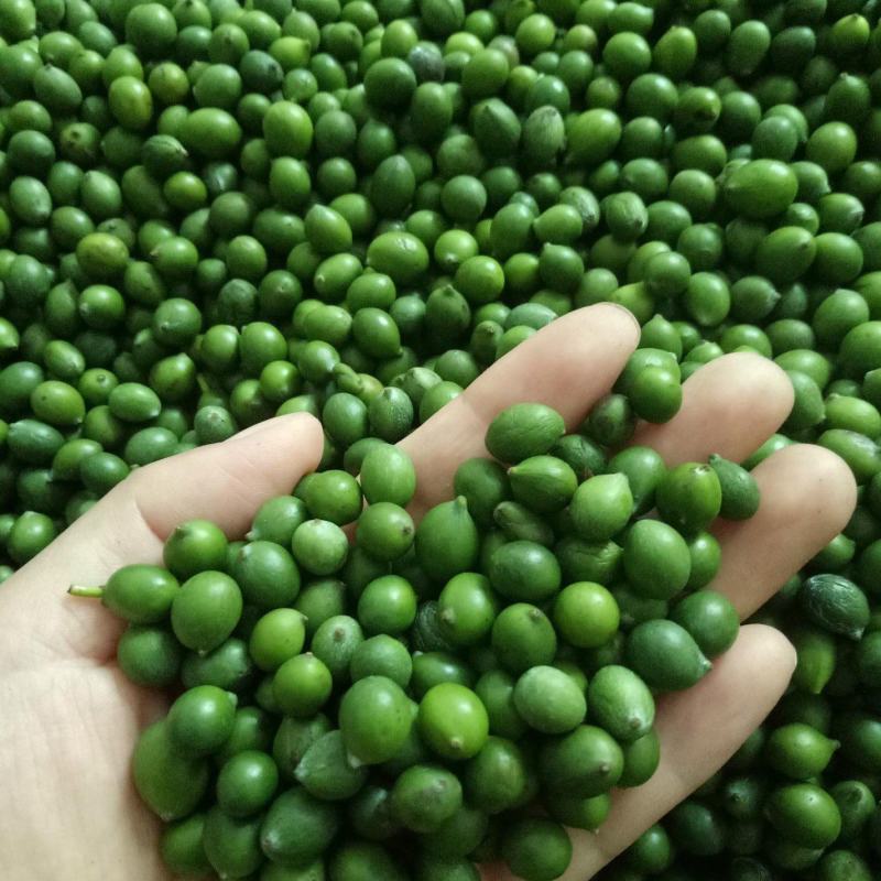 罗汉松种子冷藏珍珠雀舌贵妃红芽珍珠台湾兰屿罗