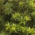 罗汉松种子冷藏珍珠雀舌贵妃红芽珍珠台湾兰屿罗