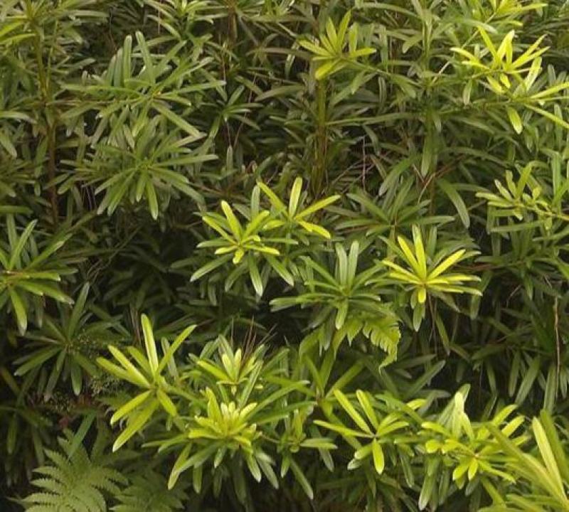 罗汉松种子冷藏珍珠雀舌贵妃红芽珍珠台湾兰屿罗