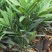 罗汉松种子冷藏珍珠雀舌贵妃红芽珍珠台湾兰屿罗