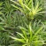 罗汉松种子冷藏珍珠雀舌贵妃红芽珍珠台湾兰屿罗