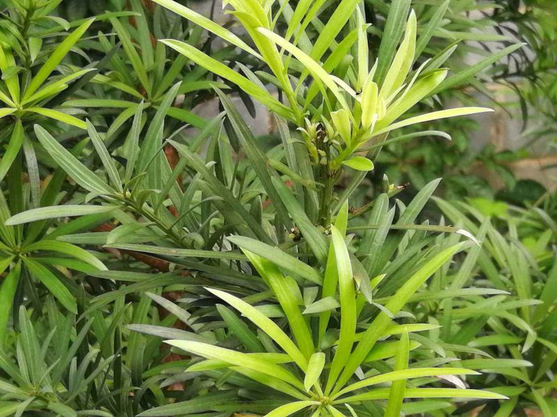 罗汉松种子冷藏珍珠雀舌贵妃红芽珍珠台湾兰屿罗