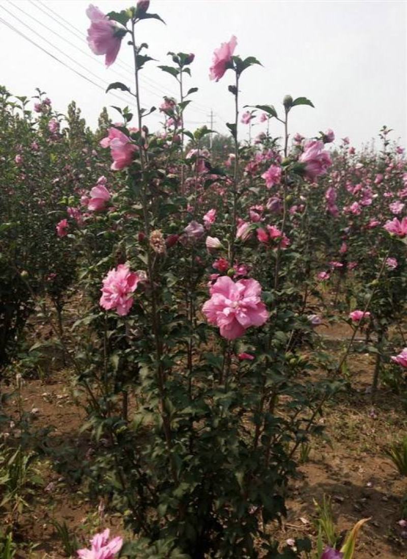 木槿种子新采收木槿树种子红花木槿种子木槿花树种子林木种子