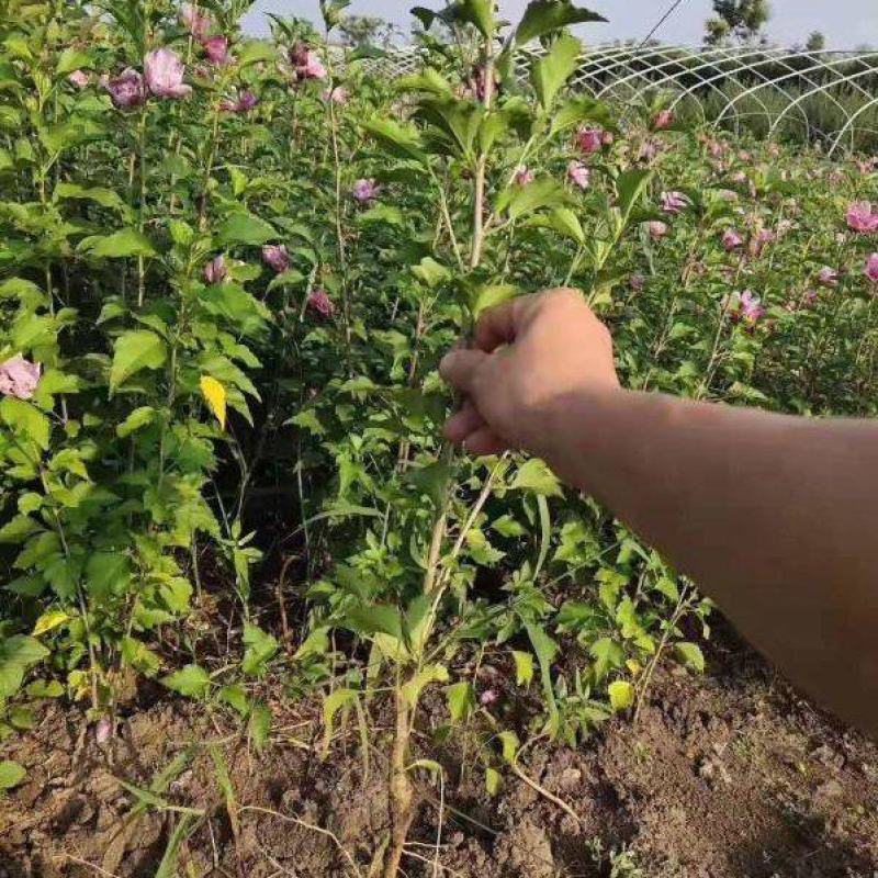 木槿树苗木槿花重瓣平条苗庭院绿化工程篱笆围墙花苗当年开花