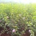 木槿树苗木槿花重瓣平条苗庭院绿化工程篱笆围墙花苗当年开花