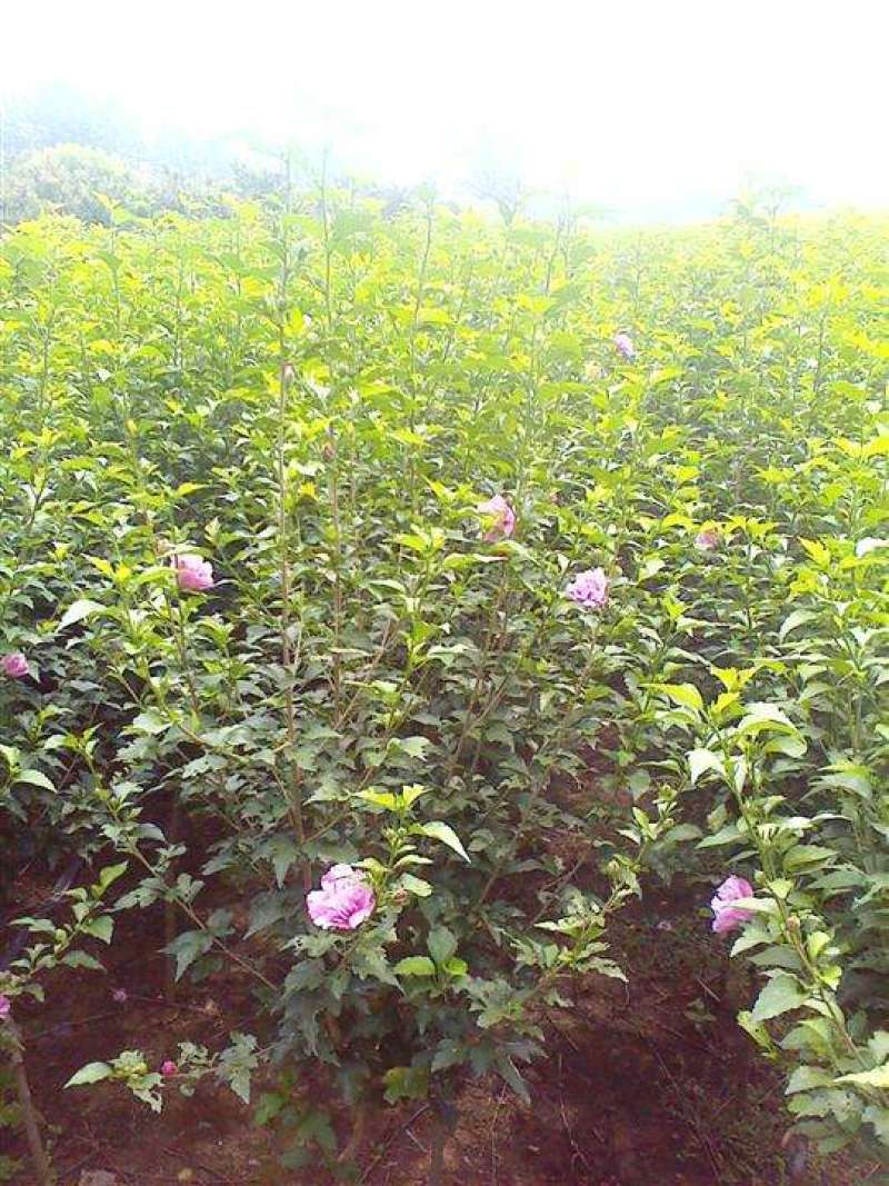 木槿树苗木槿花重瓣平条苗庭院绿化工程篱笆围墙花苗当年开花