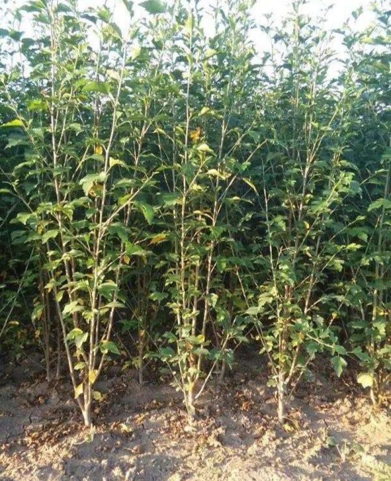 木槿树苗木槿花重瓣平条苗庭院绿化工程篱笆围墙花苗当年开花
