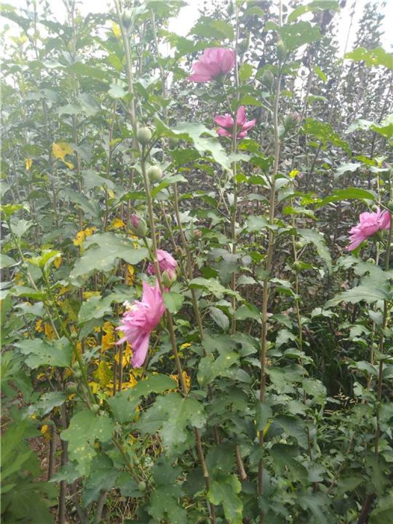 木槿树苗木槿花重瓣平条苗庭院绿化工程篱笆围墙花苗当年开花